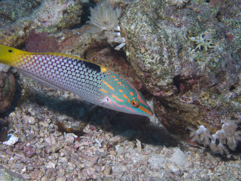 Photo at Shark & Yolanda Reefs:  Checkerboard wrasse
