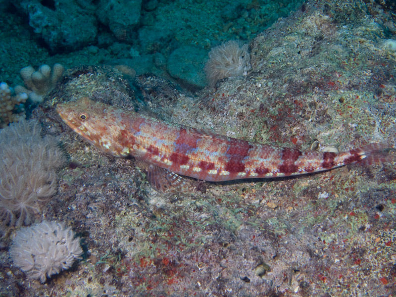 Photo at Shark & Yolanda Reefs:  Sand lizardfish