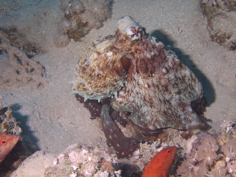 Photo at Ras Ghazlani:  Reef Octopus