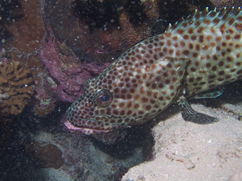 Photo at Ras Ghazlani:  Greasy grouper