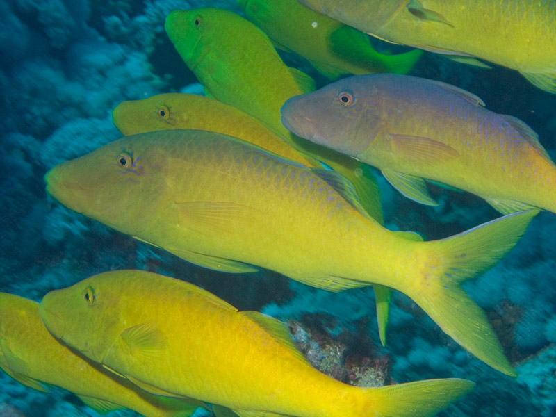 Photo at Thomas Reef:  Goldsaddle goatfish