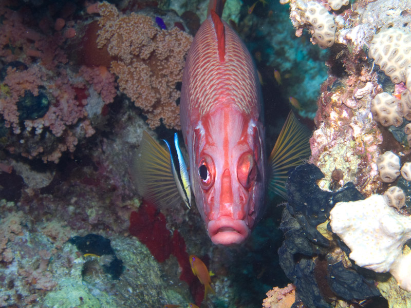 Photo at Thomas Reef:  Bluestreak cleaner wrasse,Sabre squirrelfish