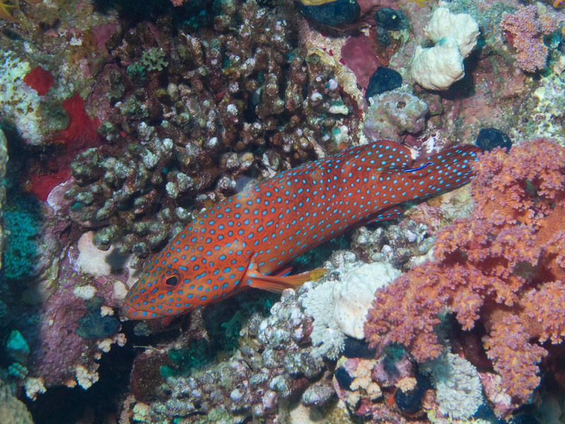 Photo at Thomas Reef:  Coral hind