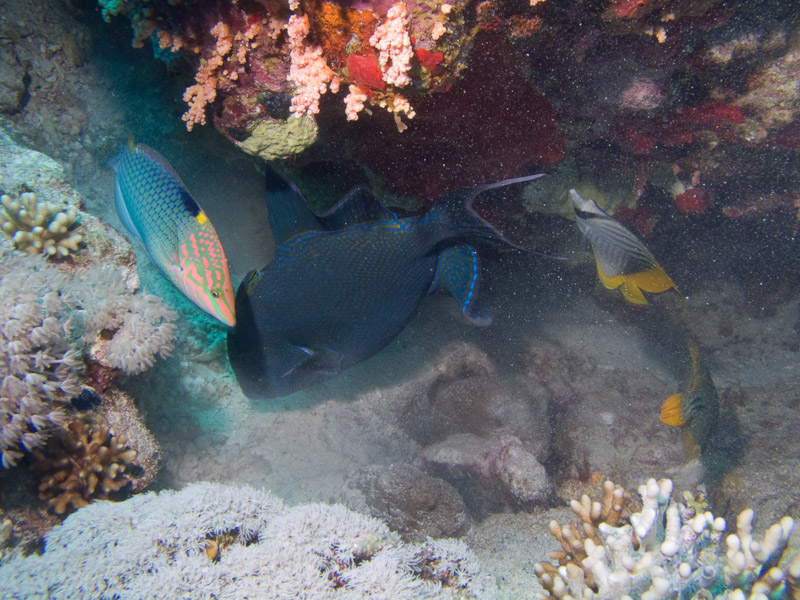 Photo at Thomas Reef:  Redtoothed triggerfish
