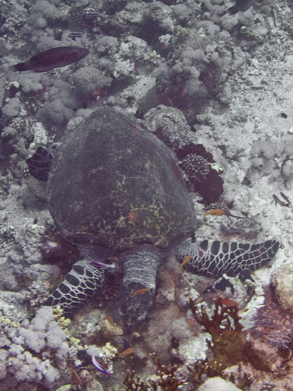 Photo at Thomas Reef:  Hawksbill Turtle