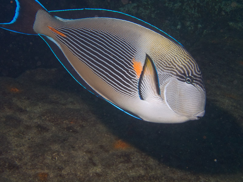 Photo at Kormoran:  Sohal surgeonfish