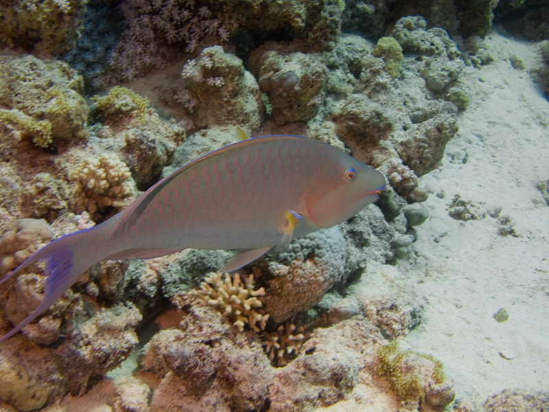 Photo at Temple:  Candelamoa parrotfish