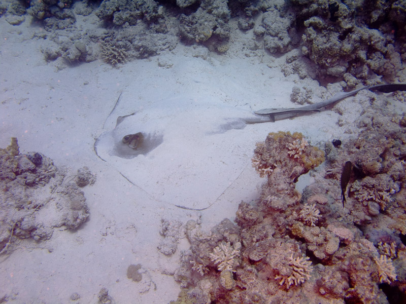 Photo at Temple:  Cowtail stingray
