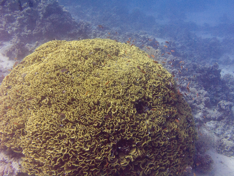 Photo at Near Garden:  Salad Coral
