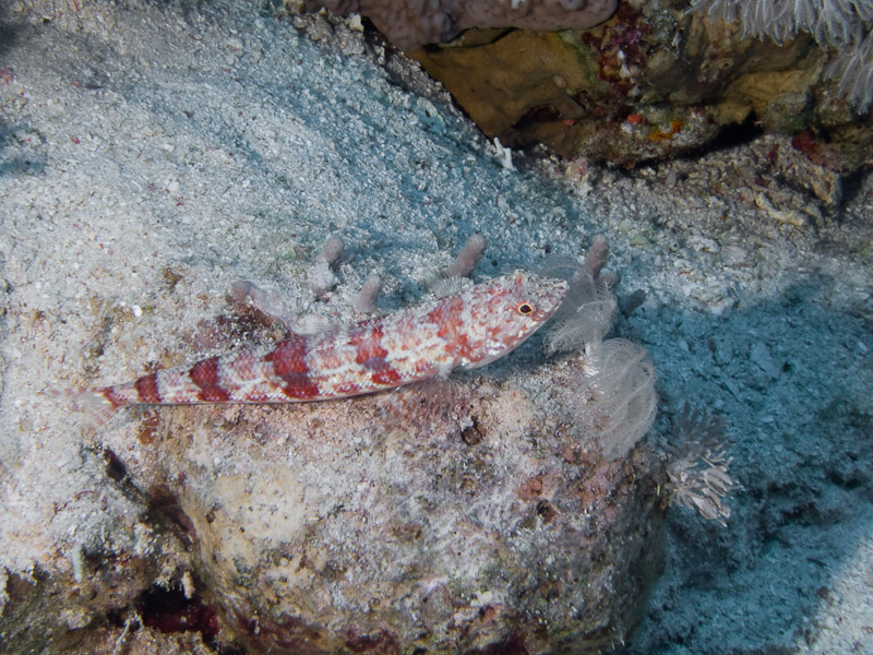 Photo at Thomas Reef:  Sand lizardfish