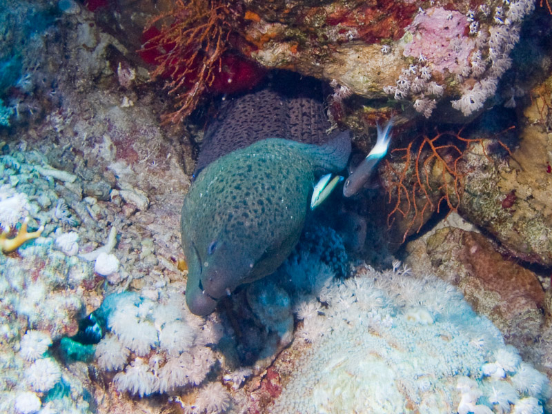 Photo at Shark & Yolanda Reefs:  Bluestreak cleaner wrasse,Giant moray