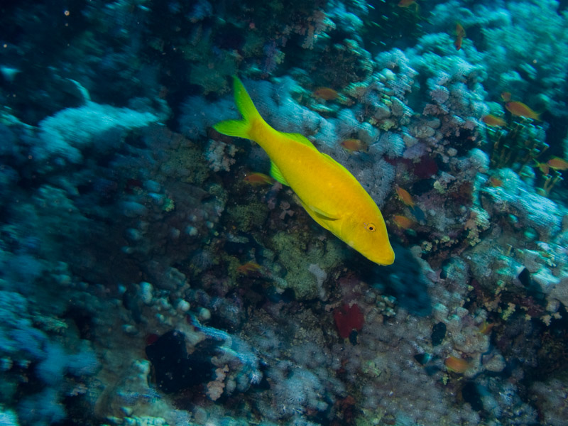 Photo at Shark & Yolanda Reefs:  Goldsaddle goatfish
