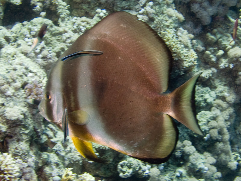 Photo at Shark & Yolanda Reefs:  Bluestreak cleaner wrasse,Orbicular batfish