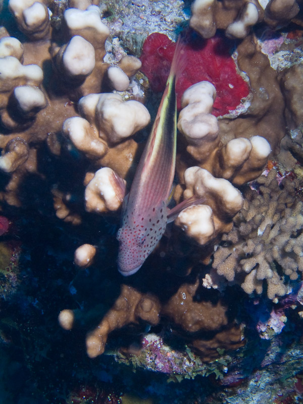 Photo at Jackson Reef:  Blackside hawkfish