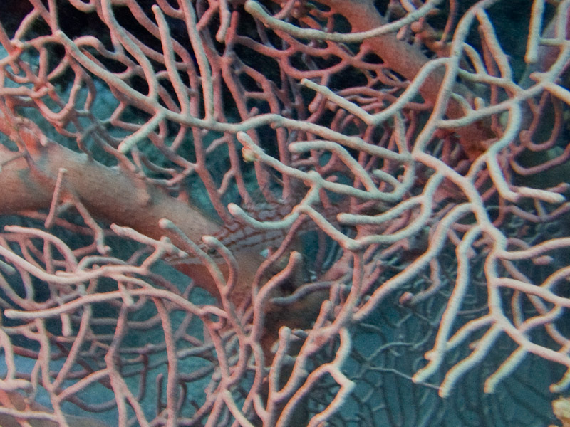 Photo at Jackson Reef:  Longnose hawkfish