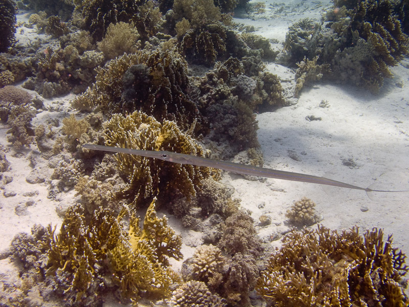 Photo at Jackson Reef:  Bluespotted cornetfish