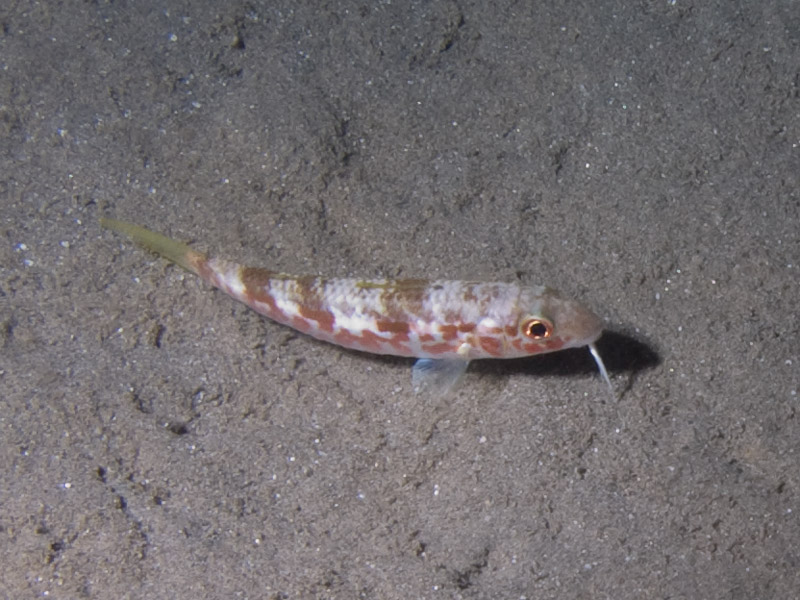 Photo at Movenpick Reef:  Red Sea goatfish