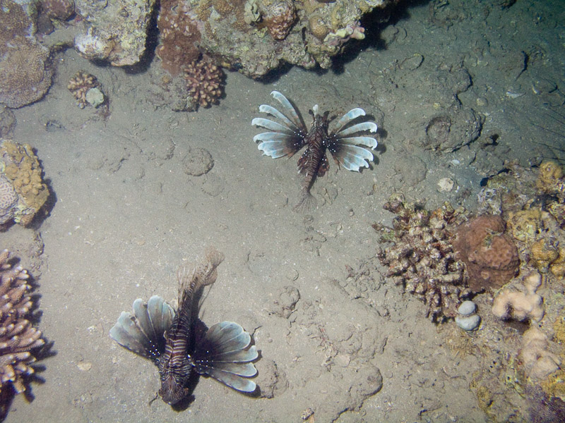 Photo at Movenpick Reef:  Devil firefish
