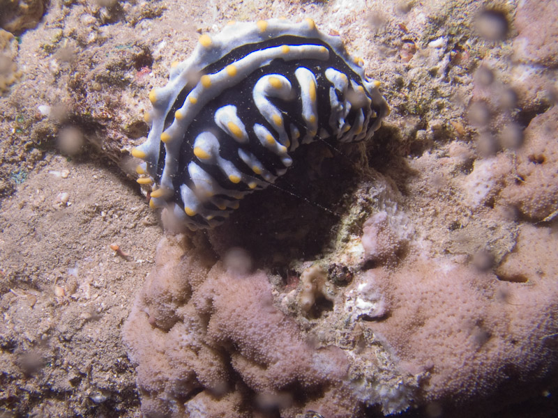 Photo at Movenpick Reef:  Varicose wart slug
