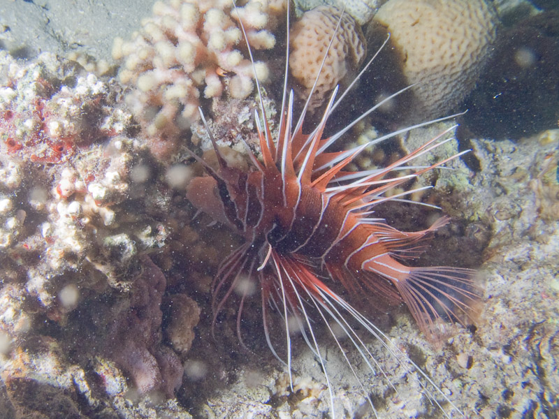 Photo at Movenpick Reef:  Radial firefish