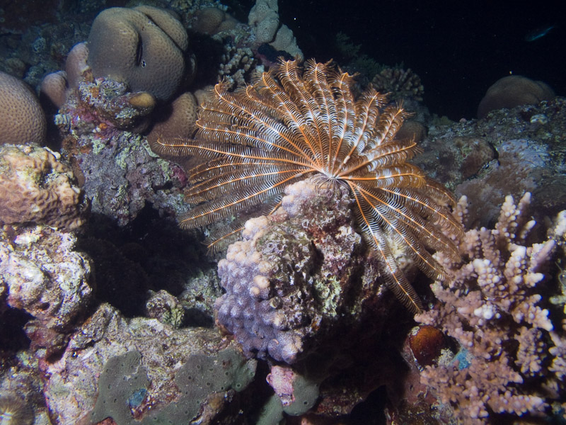 Photo at Movenpick Reef:  Crinoid feather star