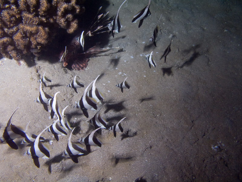 Photo at Movenpick Reef:  Red Sea bannerfish