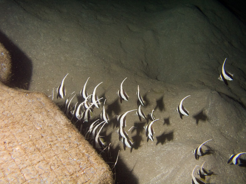 Photo at Movenpick Reef:  Red Sea bannerfish