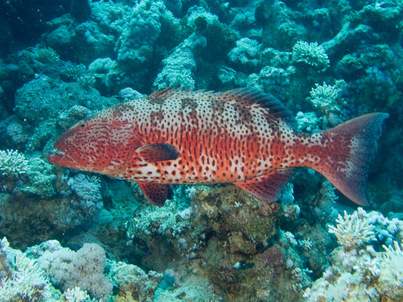 Photo at Jackfish Alley:  Red Sea coralgrouper