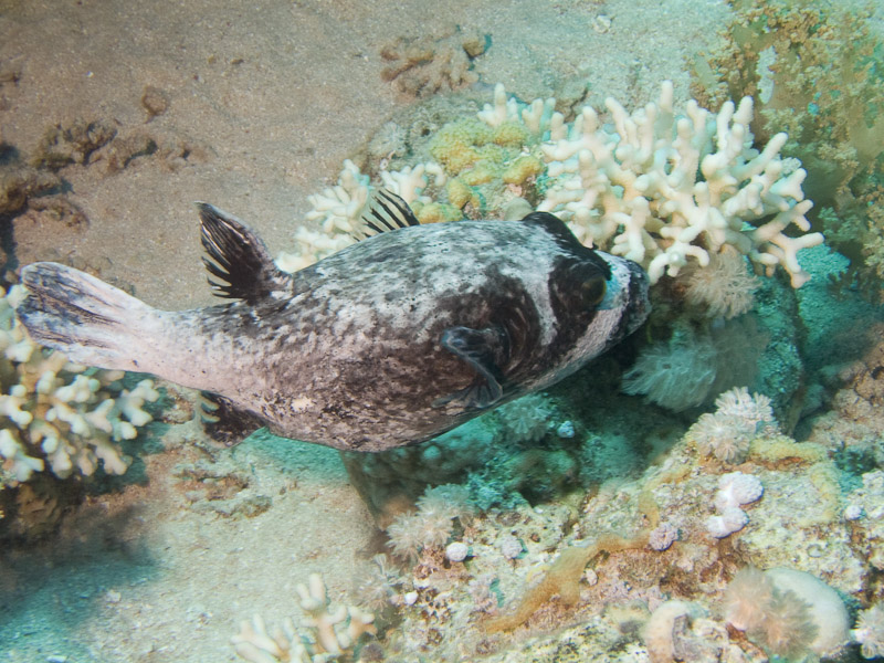 Photo at Jackfish Alley:  Masked puffer