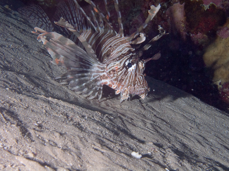 Photo at Jackfish Alley:  Devil firefish