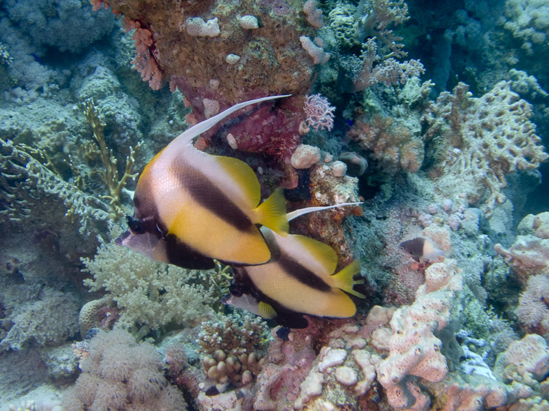 Photo at Shark & Yolanda Reefs: 