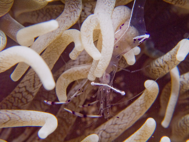 Photo at Ras Ghazlani:  Long-arm cleaner shrimp