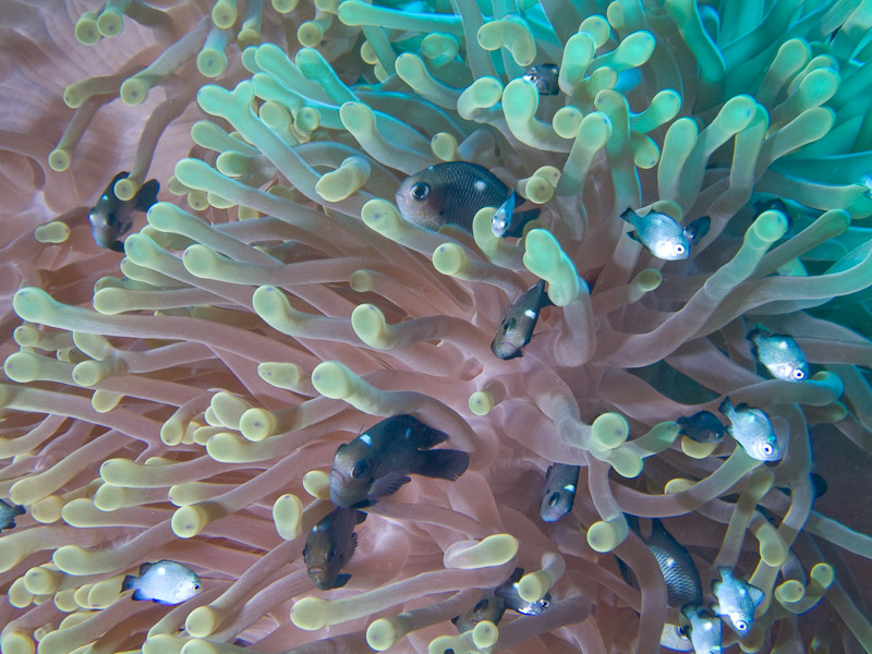 Photo at Shark & Yolanda Reefs:  Threespot dascyllus