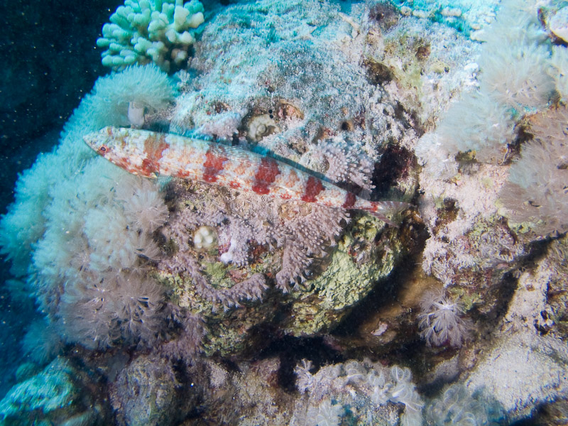 Photo at Shark & Yolanda Reefs:  Sand lizardfish