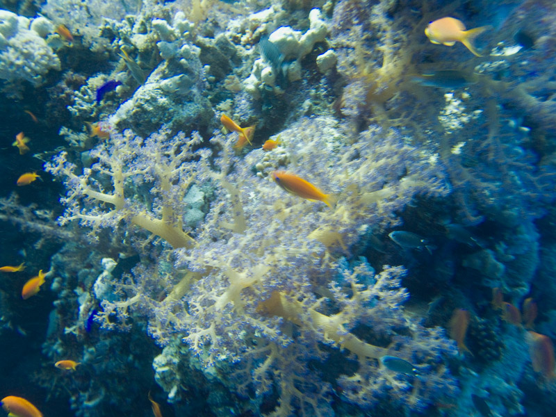 Photo at Woodhouse Reef:  Sea goldie