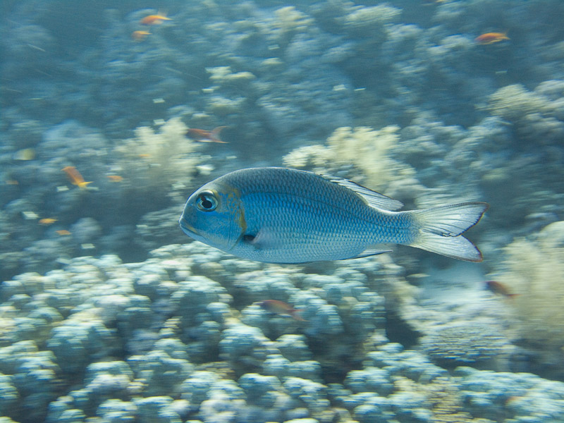 Photo at Woodhouse Reef:  Humpnose big-eye bream