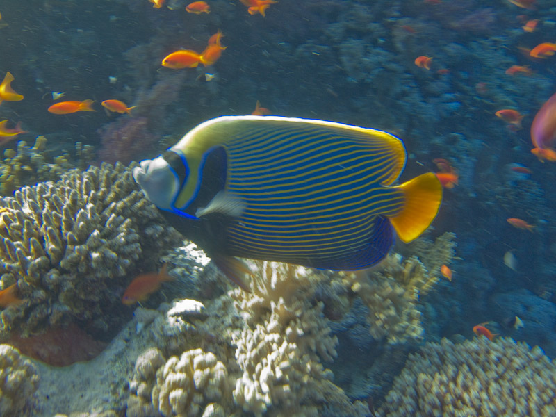 Photo at Woodhouse Reef:  Emperor Angelfish