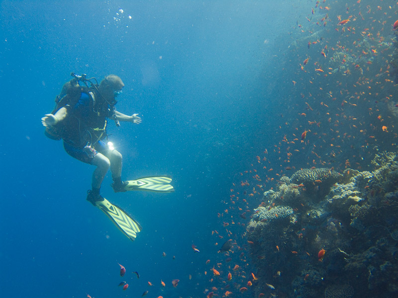 Photo at Woodhouse Reef:  Sea goldie