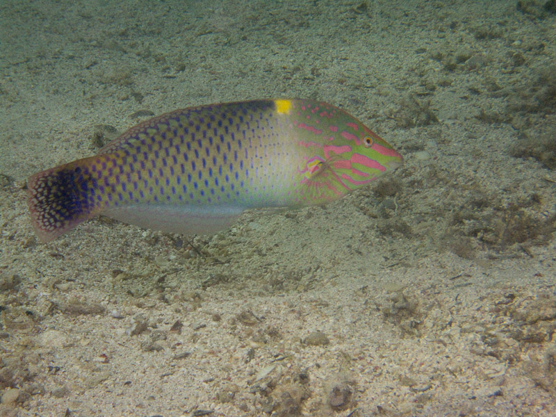 Photo at The Canyon:  Checkerboard wrasse