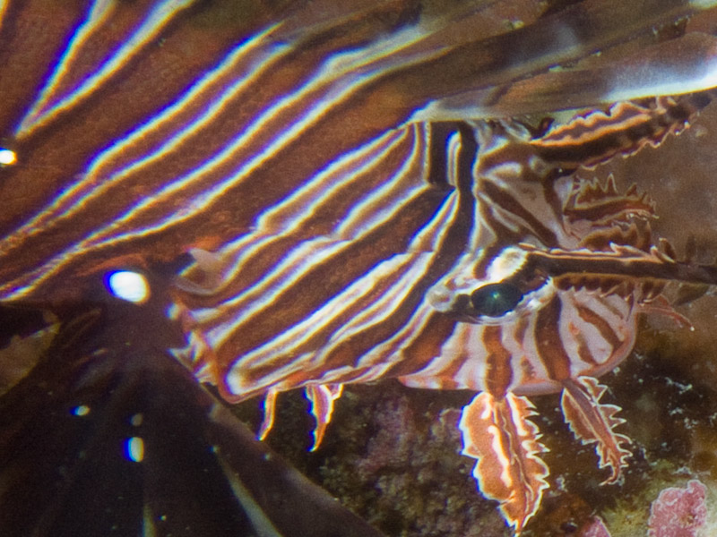 Photo at The Canyon:  Devil firefish