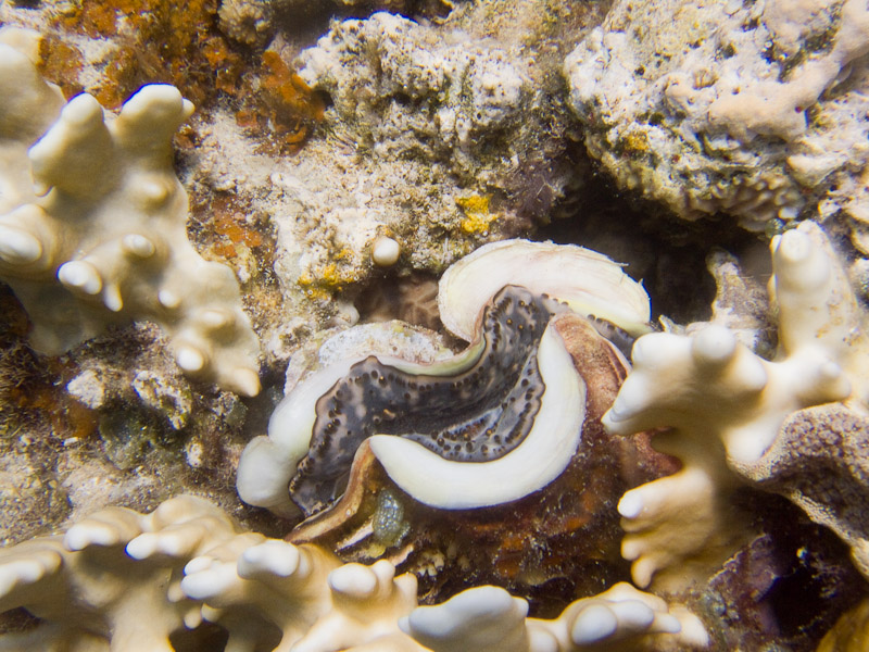 Photo at Els Bells / Blue Hole:  Giant Clam