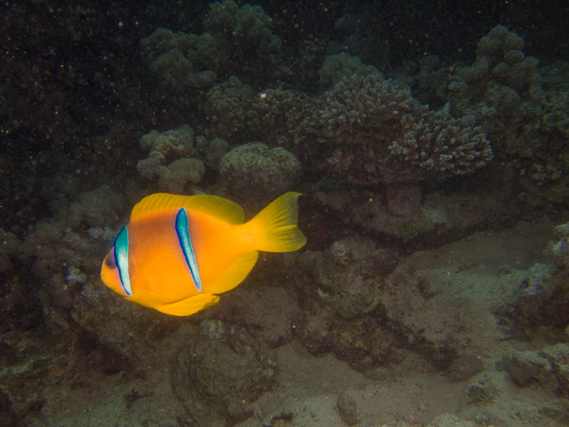 Photo at Els Bells / Blue Hole:  Twoband anemonefish