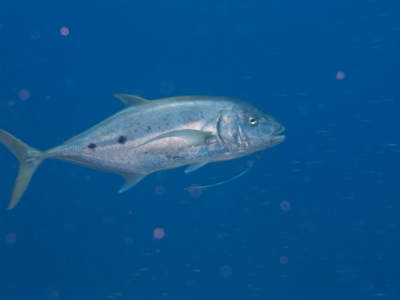Photo at Jackfish Alley:  Yellow-dotted trevally