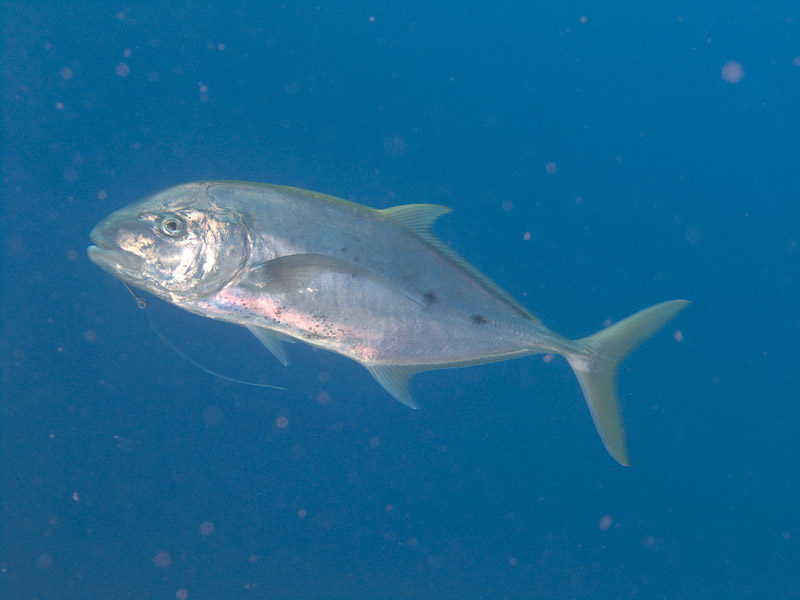 Photo at Jackfish Alley:  Yellow-dotted trevally