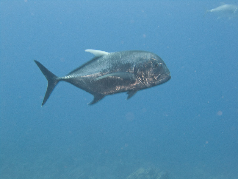 Photo at Jackfish Alley:  Giant trevally
