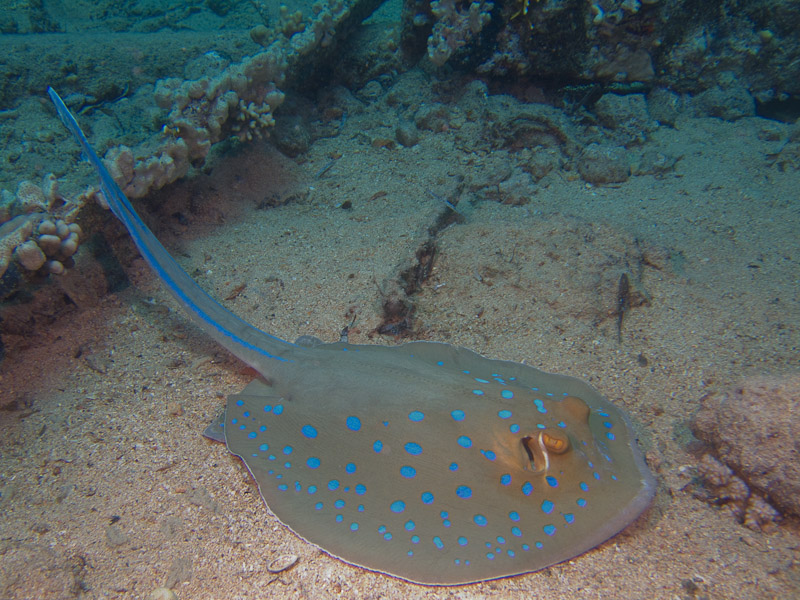 Photo at Shark & Yolanda Reefs:  Bluespotted ribbontail ray