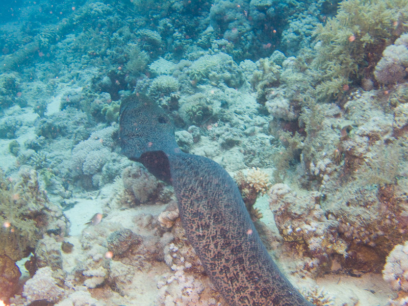Photo at Shark & Yolanda Reefs:  Giant moray
