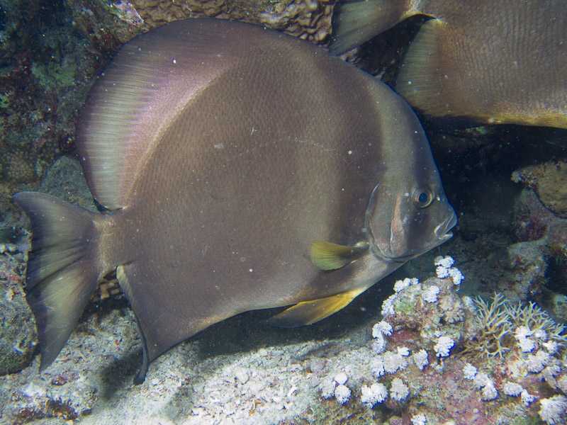 Photo at Shark & Yolanda Reefs:  Orbicular batfish