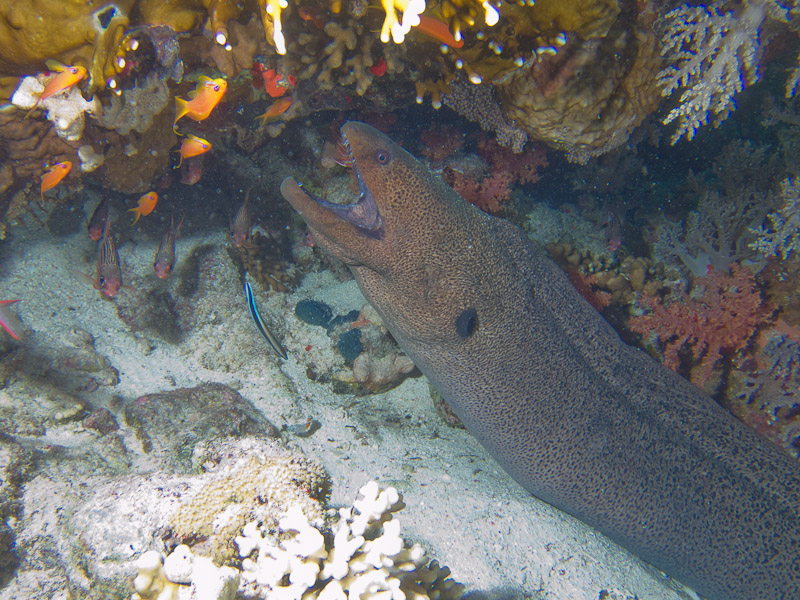 Photo at Shark & Yolanda Reefs:  Bluestreak cleaner wrasse,Giant moray