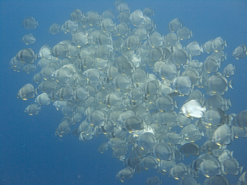 Photo at Shark & Yolanda Reefs:  Tiera batfish